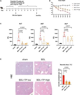 Triptolide increases resistance to bile duct ligation-induced liver injury and fibrosis in mice by inhibiting RELB